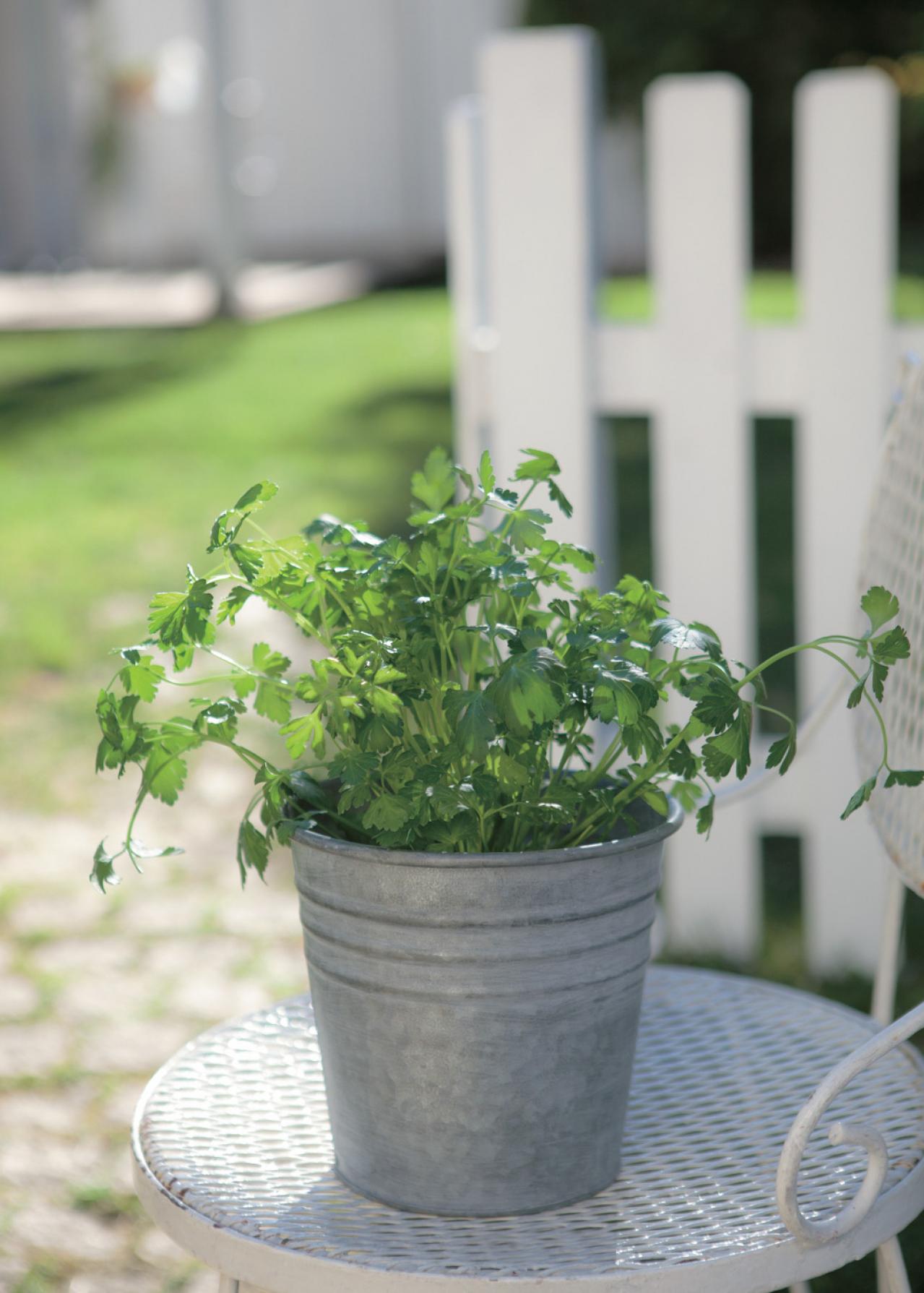 【ガーデニング】育てて楽しいハーブ【イタリアンパセリ】の栽培方法と活用アイデア2選（画像4）