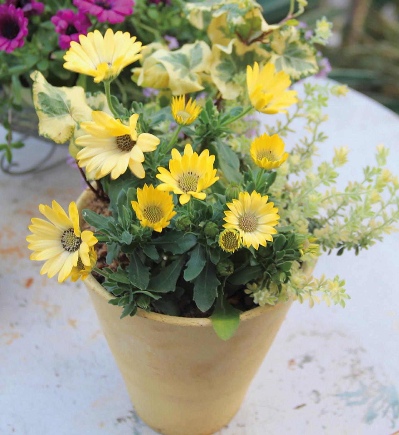 【ガーデニング】どんな花でも素敵に見える鉢は？ 吉谷桂子さんの寄せ植えQ&A（画像5）