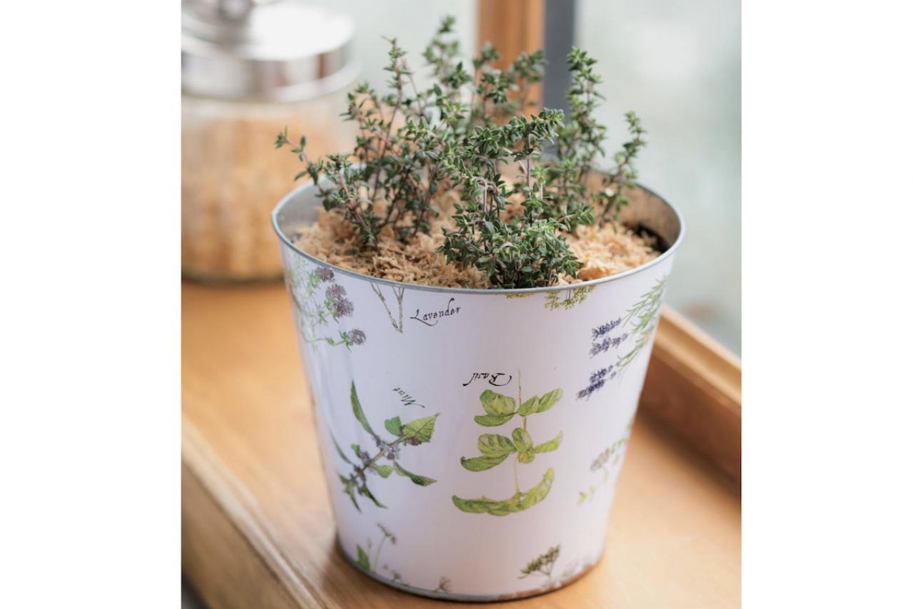 【ハーブガーデニング】健康に役立つ【タイム】の栽培方法と活用アイデア3選