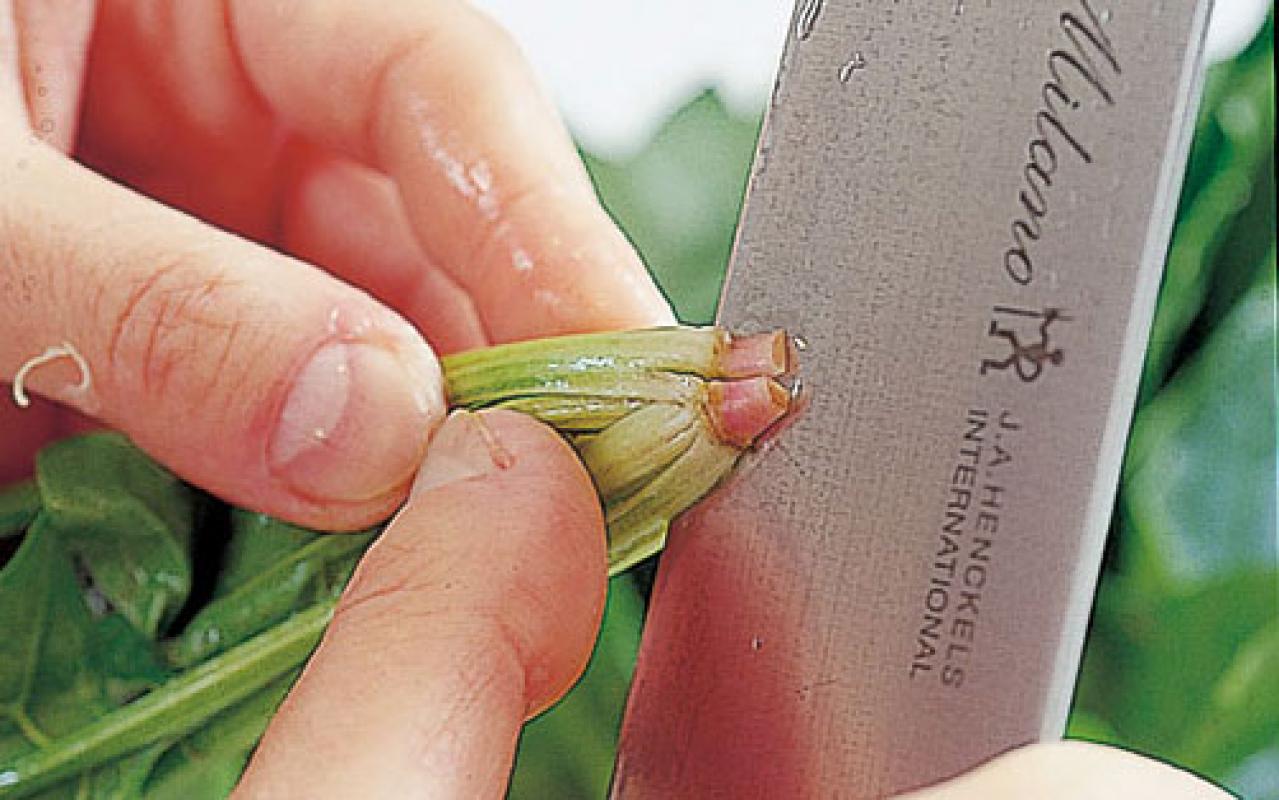 シュウ酸が気になる人必見！【ほうれんそう】のアク抜きと栄養を守る秘訣（画像3）