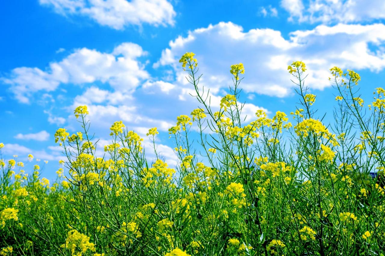 【ガーデニング】早春の黄色い花［9選］元気をもらうカラー