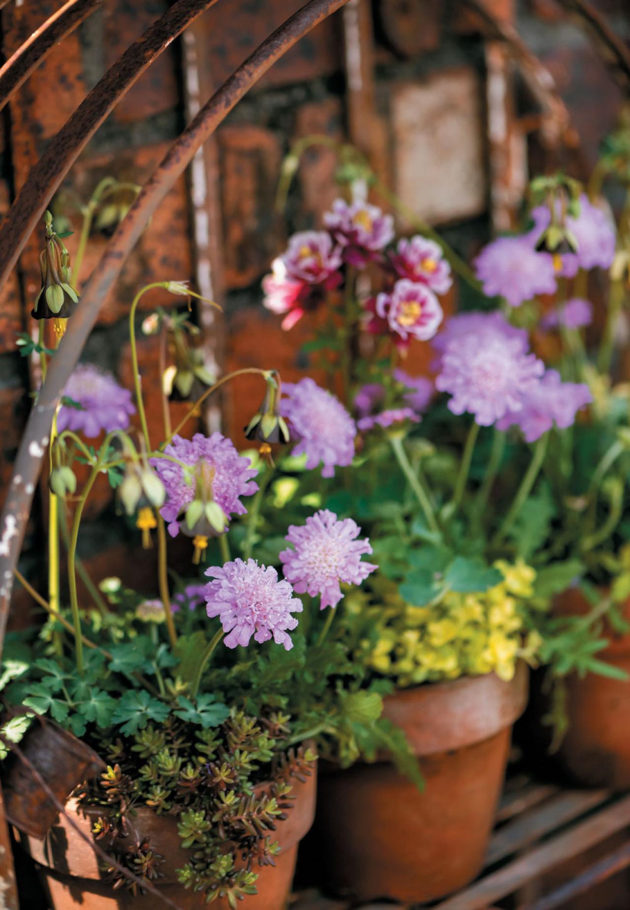 【ガーデニング】フローラ黒田園芸・黒田健太郎さんの春の寄せ植えレッスン（画像10）