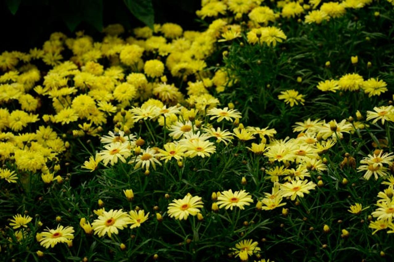 【ガーデニング】早春の黄色い花［9選］元気をもらうカラー（画像4）