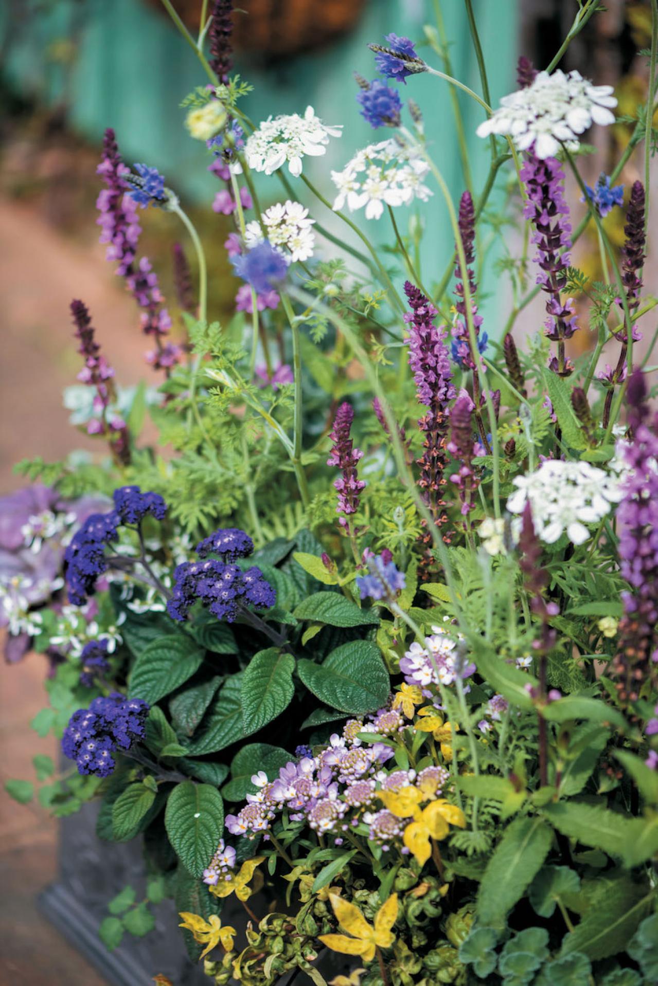 【ガーデニング】フローラ黒田園芸・黒田健太郎さんの春の寄せ植えレッスン（画像7）