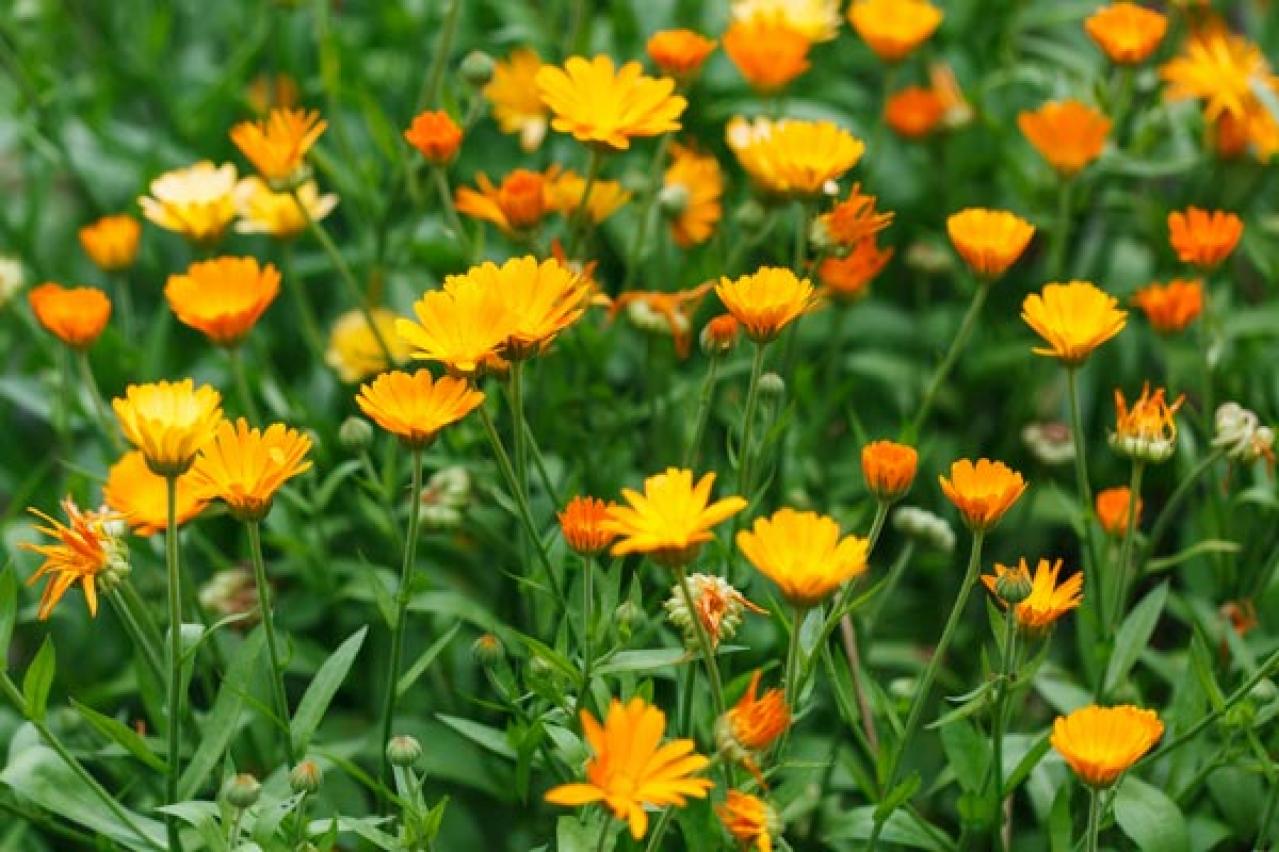 【ガーデニング】早春の黄色い花［9選］元気をもらうカラー（画像6）