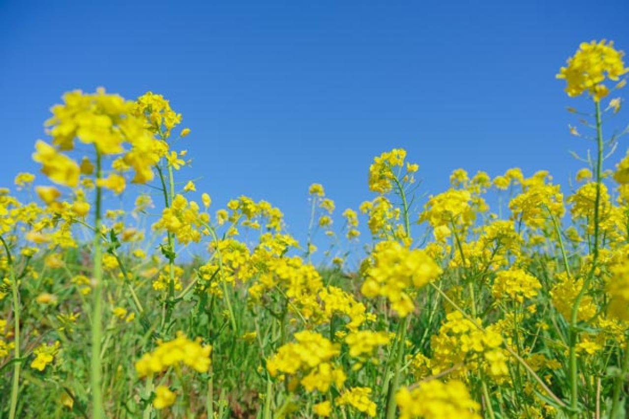 【ガーデニング】早春の黄色い花［9選］元気をもらうカラー（画像7）