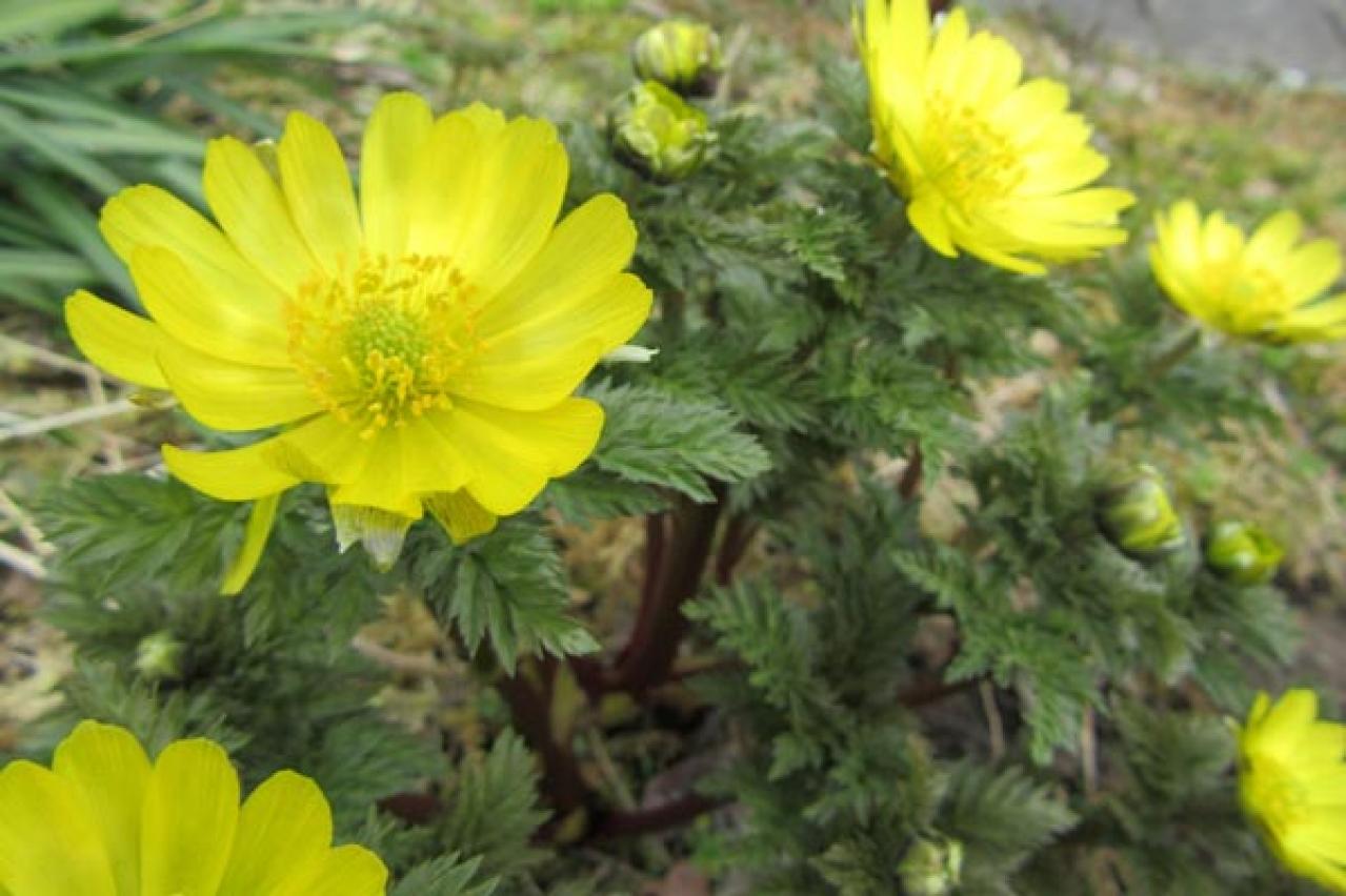 【ガーデニング】早春の黄色い花［9選］元気をもらうカラー（画像8）