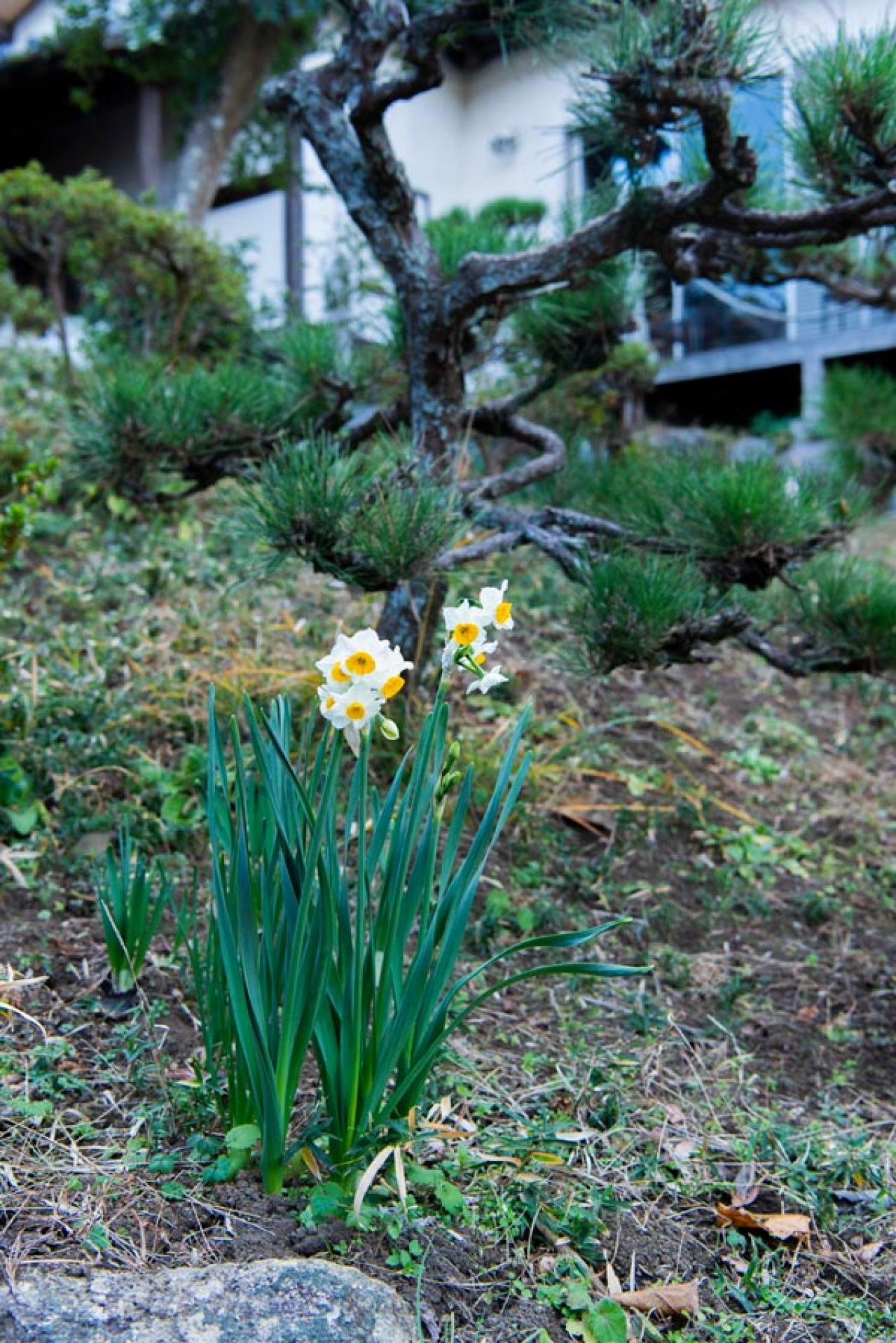 元ミス日本 伊藤千桃さんの春を待つ葉山での暮らし「春の芽吹きにそなえた“庭仕事”に精を出しています」（画像2）