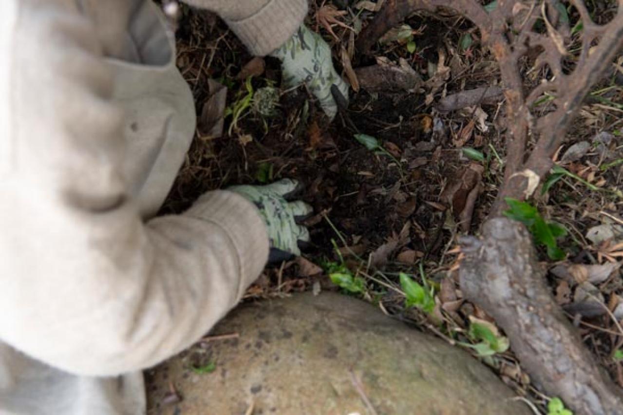 元ミス日本 伊藤千桃さんの春を待つ葉山での暮らし「春の芽吹きにそなえた“庭仕事”に精を出しています」（画像4）
