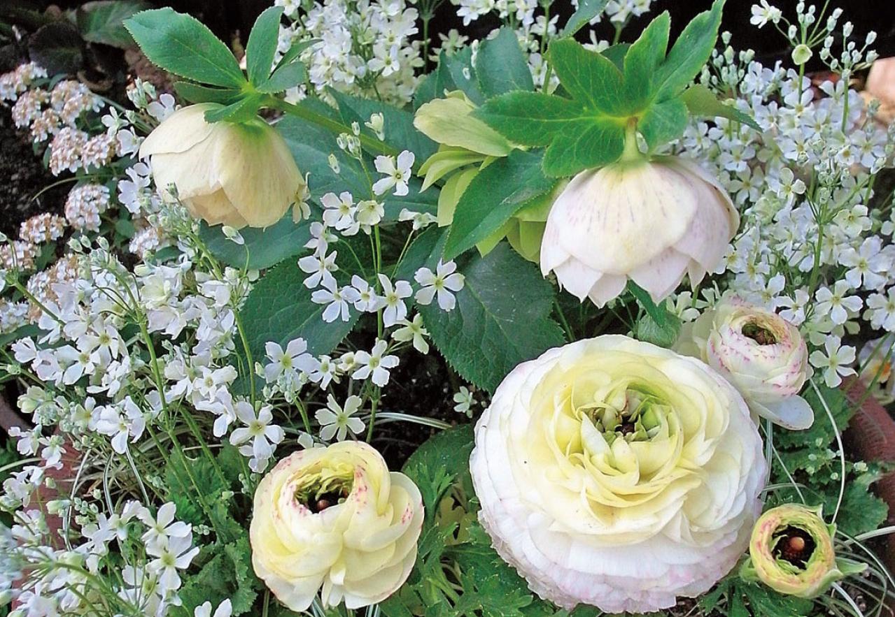 【ガーデニング】同じような印象にならないようにするには？ 吉谷桂子さんの寄せ植えQ&A