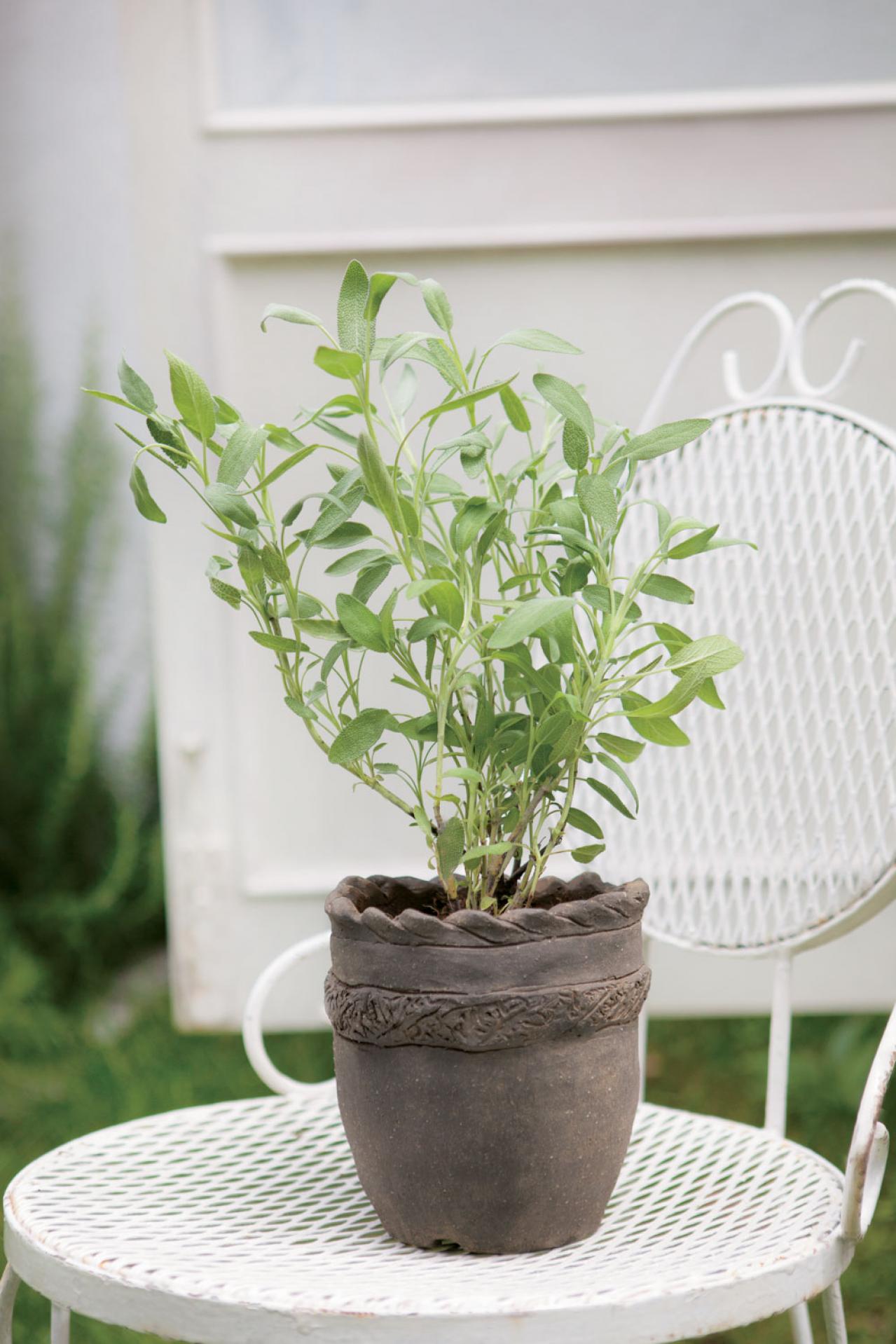 【ハーブガーデニング】料理にも庭の彩りにも活躍する【セージ】の栽培方法と活用アイデア2選（画像4）