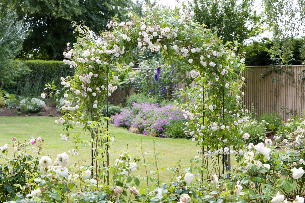【ガーデニング】つるバラをきれいに誘引して、素敵なバラ庭を目ざす！（画像2）