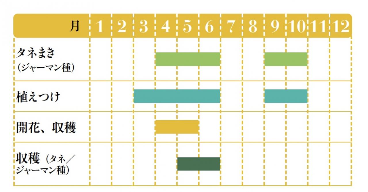 【ハーブガーデニング】ティーやポプリにおすすめ【カモマイル】の栽培方法と活用アイデア3選（画像2）