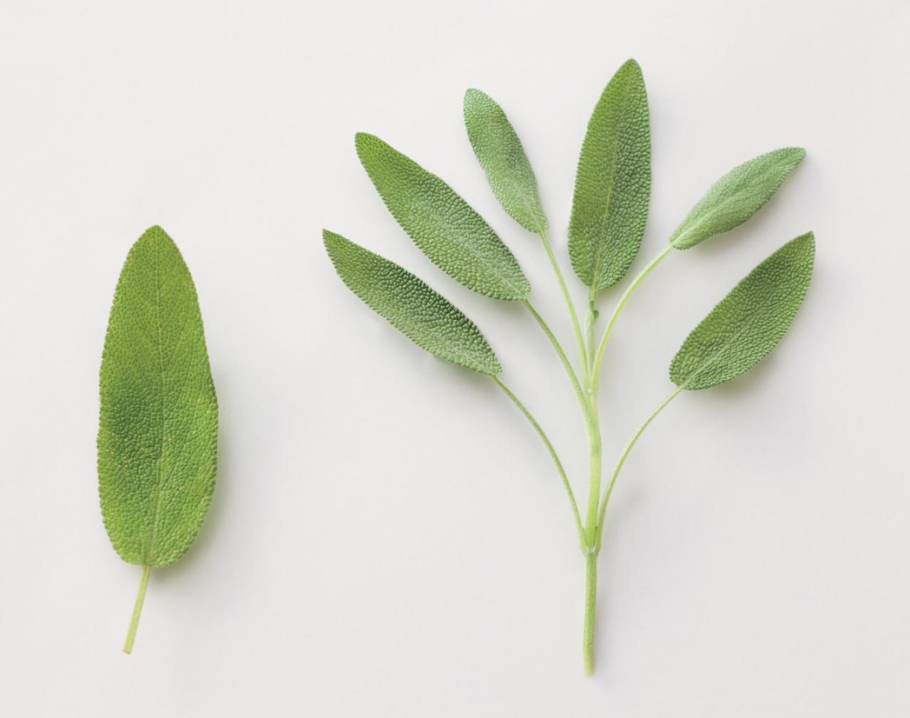 【ハーブガーデニング】料理にも庭の彩りにも活躍する【セージ】の栽培方法と活用アイデア2選（画像3）