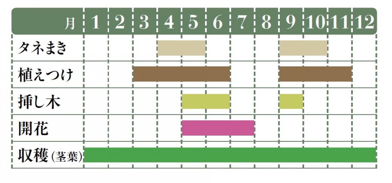 【ハーブガーデニング】料理にも庭の彩りにも活躍する【セージ】の栽培方法と活用アイデア2選（画像2）