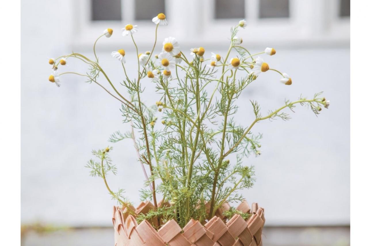 【ハーブガーデニング】ティーやポプリにおすすめ【カモマイル】の栽培方法と活用アイデア3選