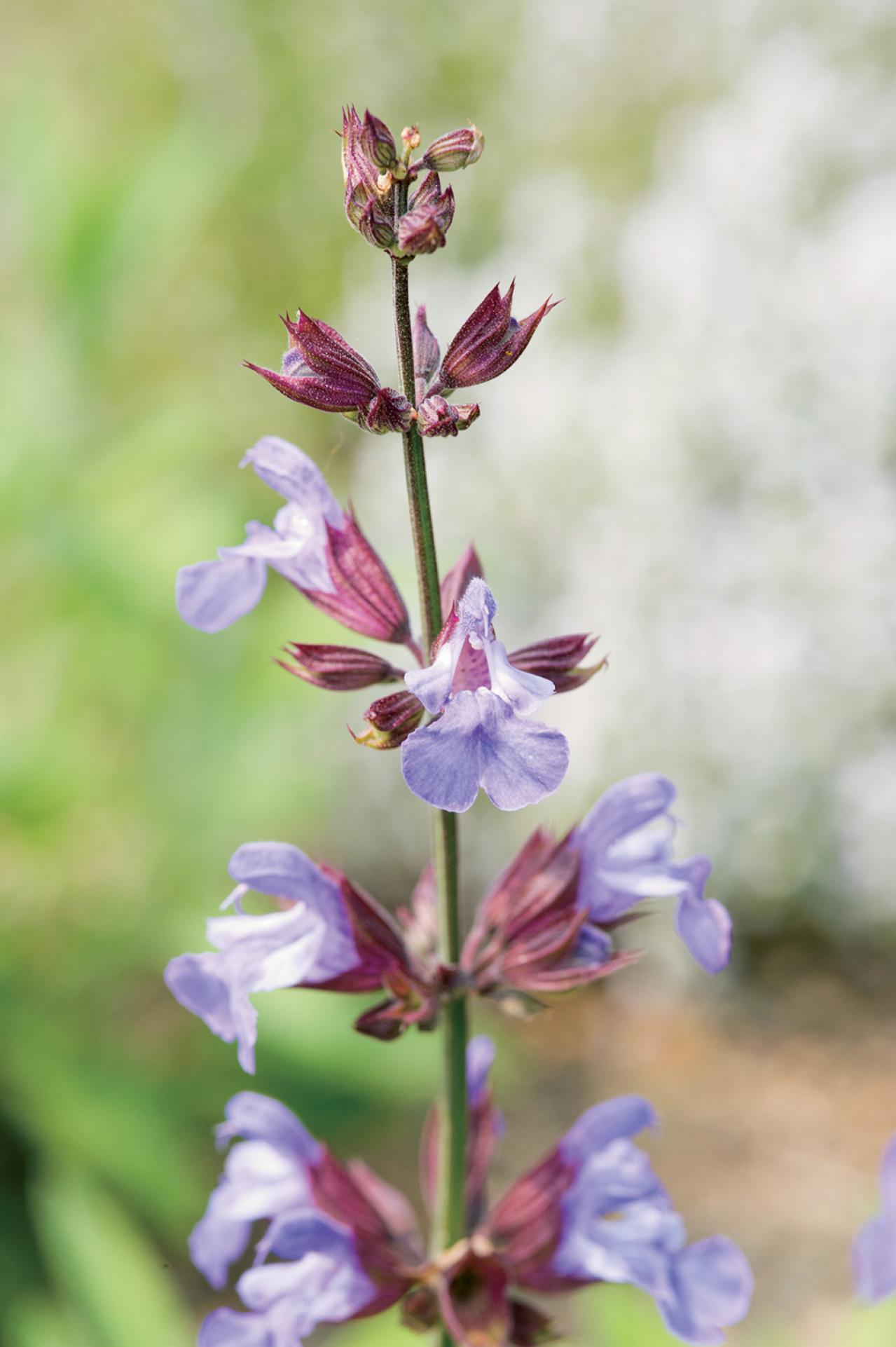 【ハーブガーデニング】料理にも庭の彩りにも活躍する【セージ】の栽培方法と活用アイデア2選（画像5）