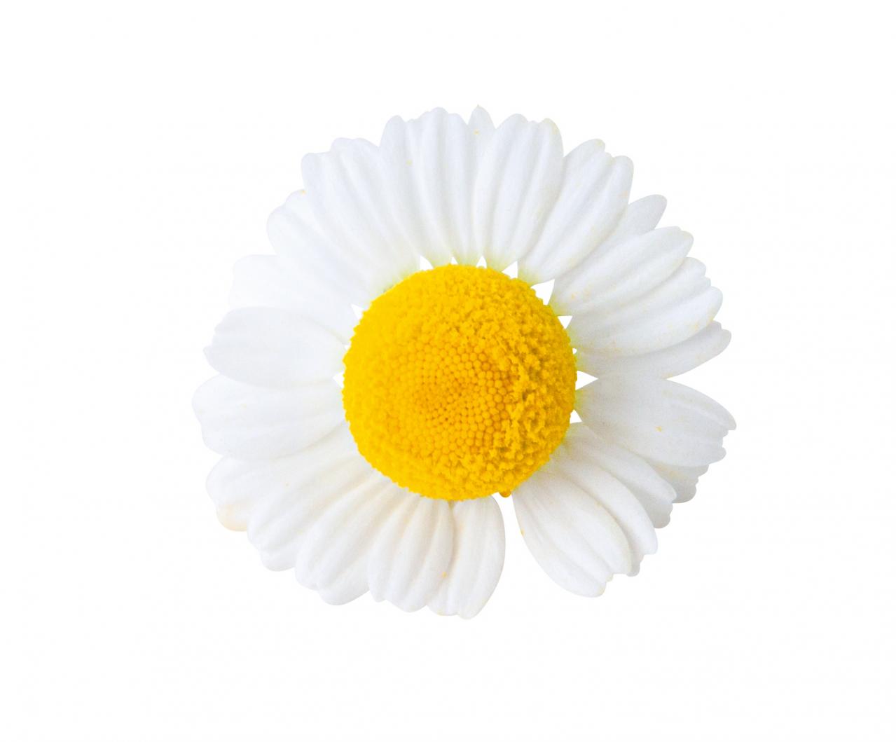 【ハーブガーデニング】ティーやポプリにおすすめ【カモマイル】の栽培方法と活用アイデア3選（画像3）