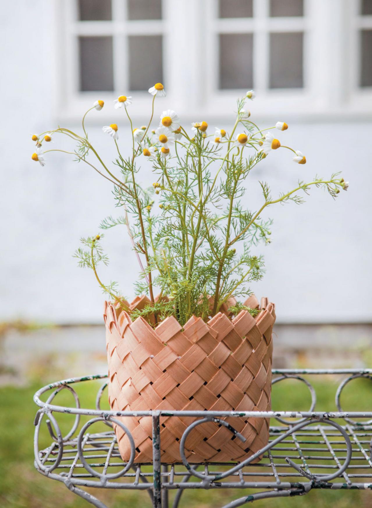 【ハーブガーデニング】ティーやポプリにおすすめ【カモマイル】の栽培方法と活用アイデア3選（画像4）