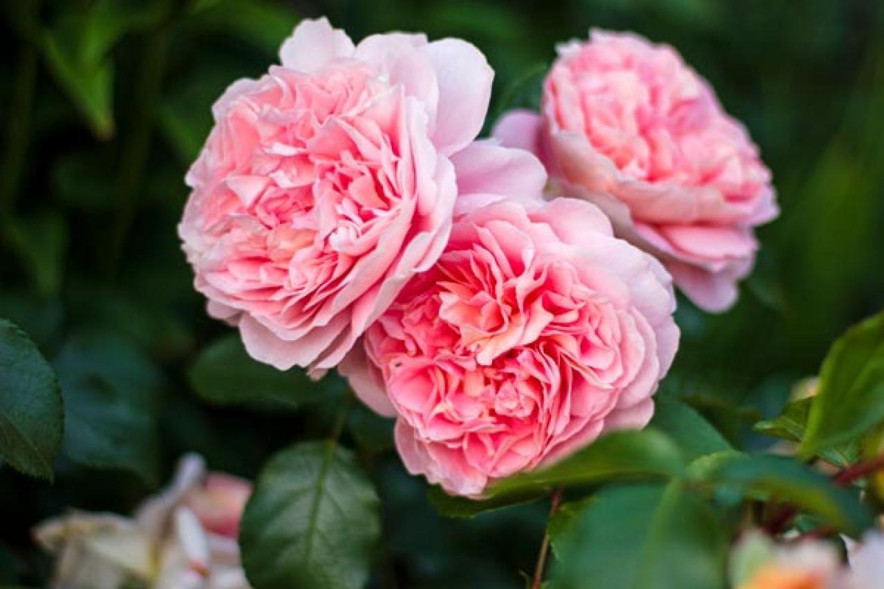 【ガーデニング】つるバラをきれいに誘引して、素敵なバラ庭を目ざす！（画像5）