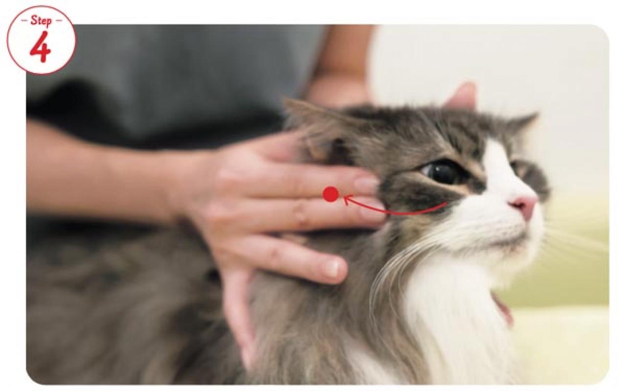 【シニアねこほぐし】ねこの口臭が気になるときに、試してみたいマッサージ　獣医師がアドバイス（画像6）