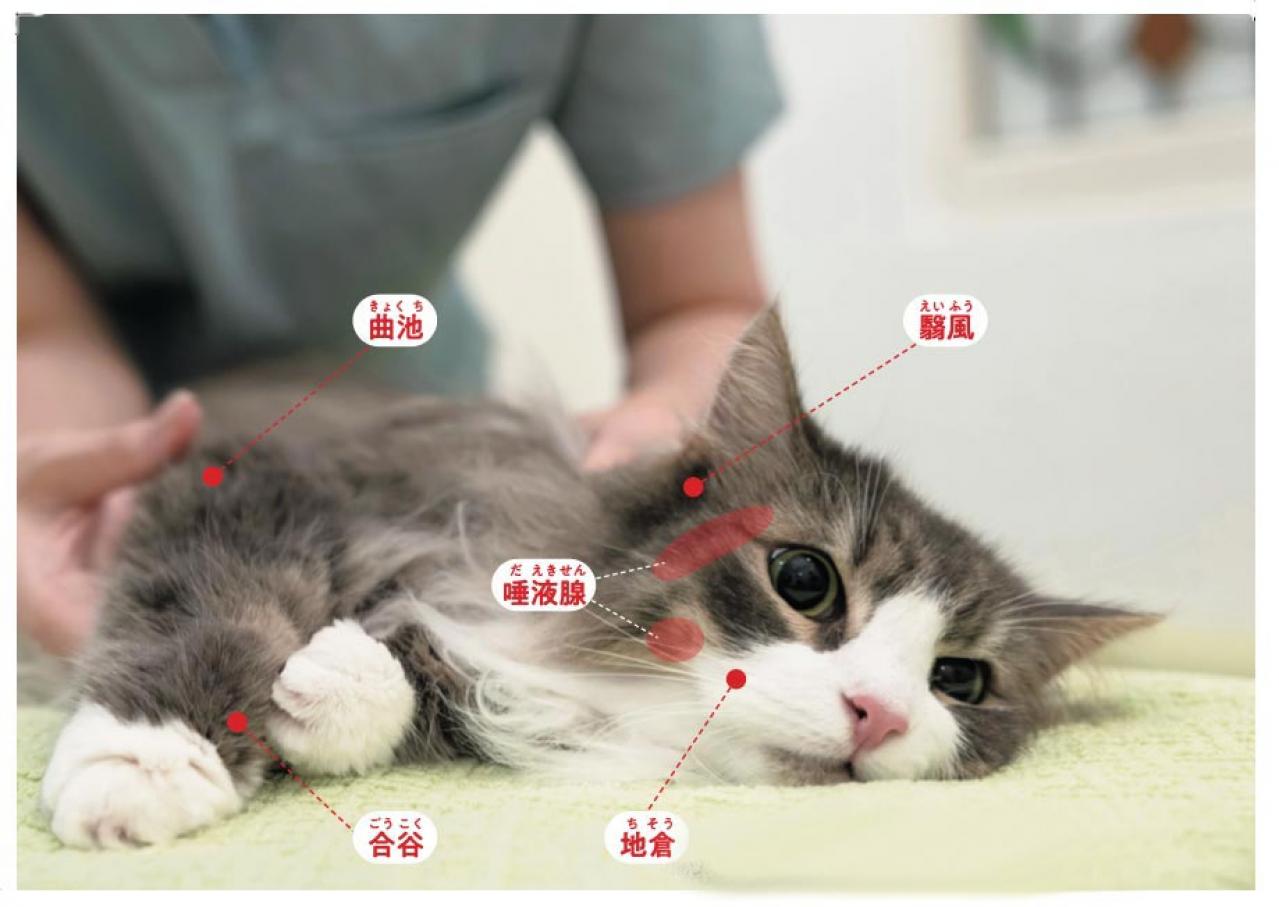 【シニアねこほぐし】ねこの口臭が気になるときに、試してみたいマッサージ　獣医師がアドバイス（画像2）