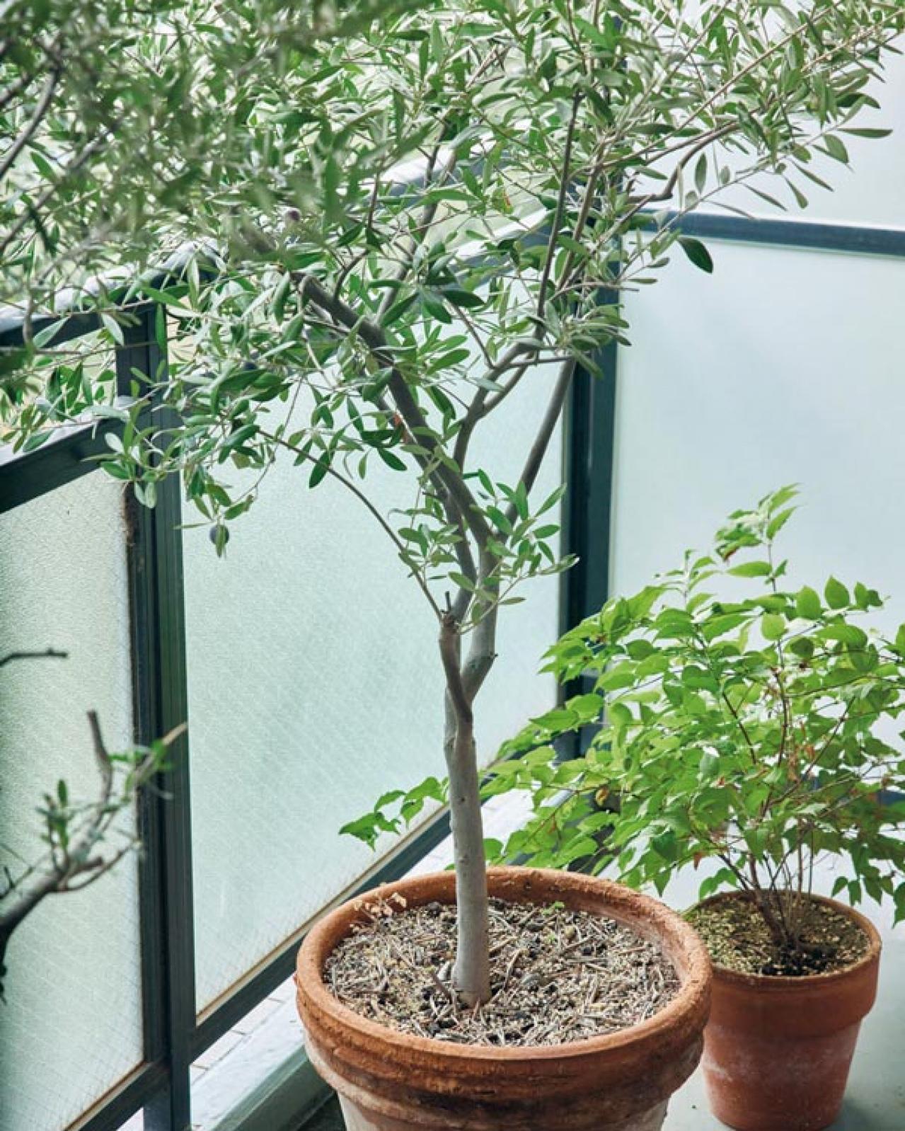 70歳 料理研究家 大庭英子さんの暮らし「日常のささやかな楽しみをゆっくり噛み締められるのは、この歳ならでは」（画像12）