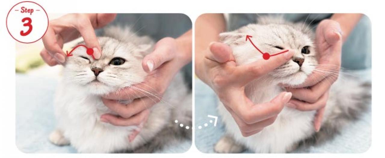 【シニアねこほぐし】ねこの目のまわりがよごれるときに、試してみたいマッサージ　獣医師がアドバイス（画像6）