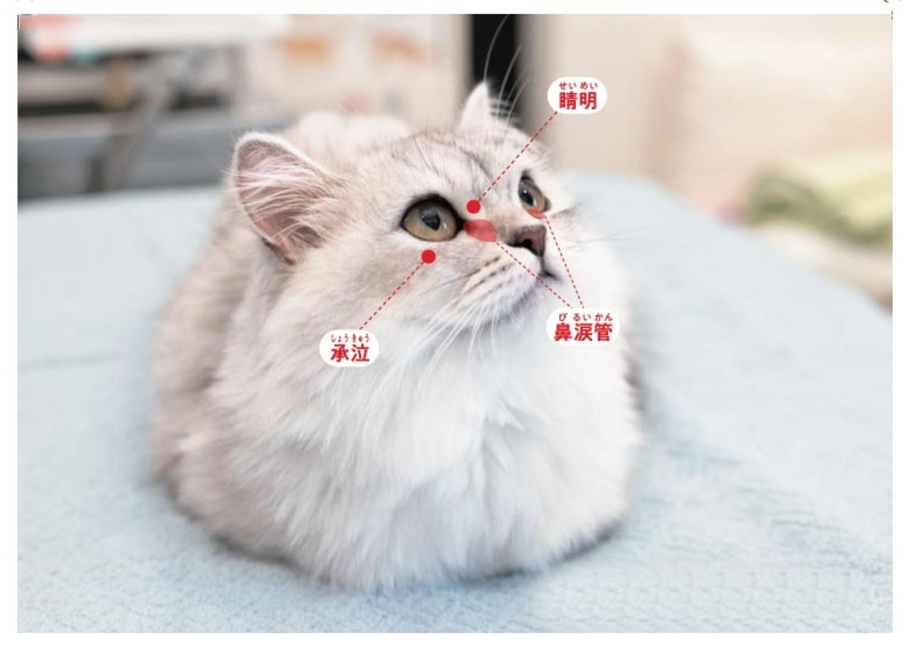 【シニアねこほぐし】ねこの目のまわりがよごれるときに、試してみたいマッサージ　獣医師がアドバイス（画像3）