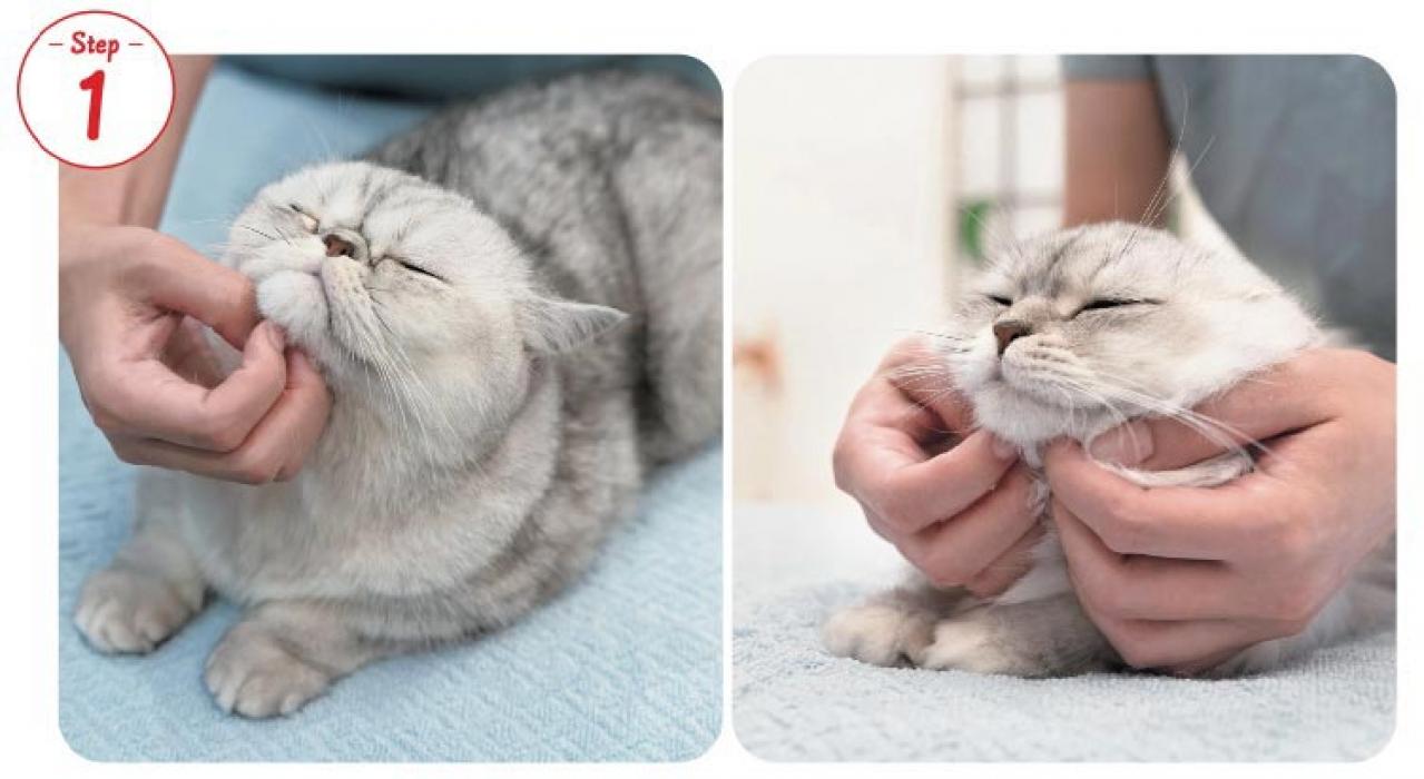 【シニアねこほぐし】ねこの口臭が気になるときに、試してみたいマッサージ　獣医師がアドバイス（画像3）