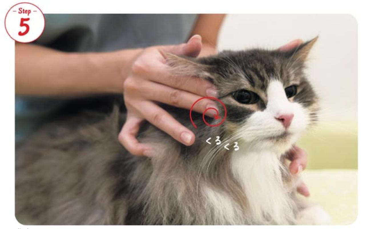 【シニアねこほぐし】ねこの口臭が気になるときに、試してみたいマッサージ　獣医師がアドバイス（画像7）