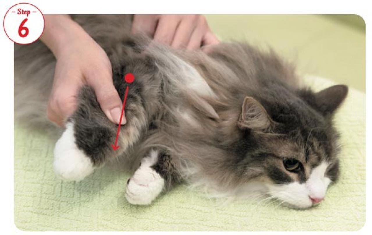 【シニアねこほぐし】ねこの口臭が気になるときに、試してみたいマッサージ　獣医師がアドバイス（画像8）