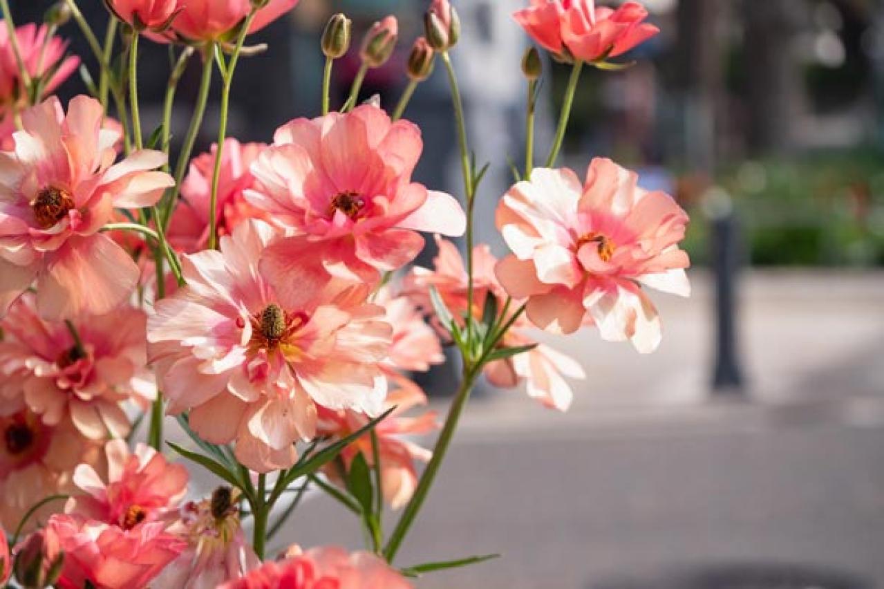 【ガーデニング】春の新たな主役 ラナンキュラスを咲かせよう！十二単を思わせる花弁の重ね（画像7）