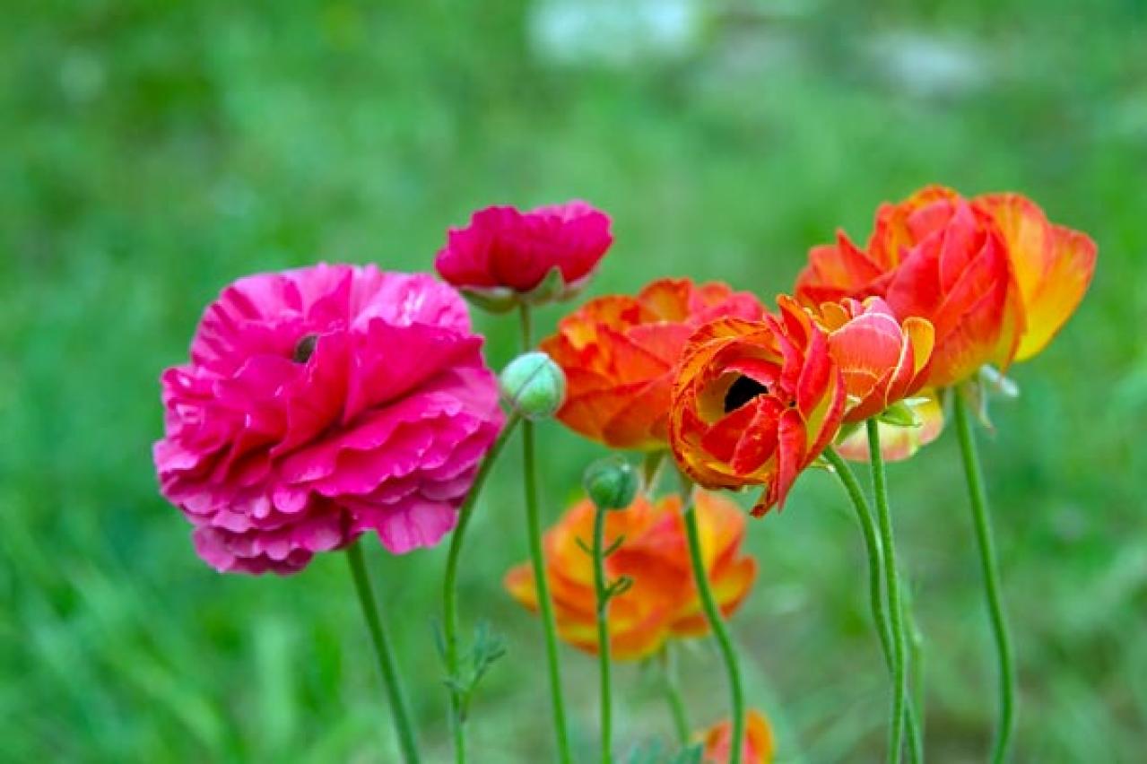 【ガーデニング】春の新たな主役 ラナンキュラスを咲かせよう！十二単を思わせる花弁の重ね（画像10）