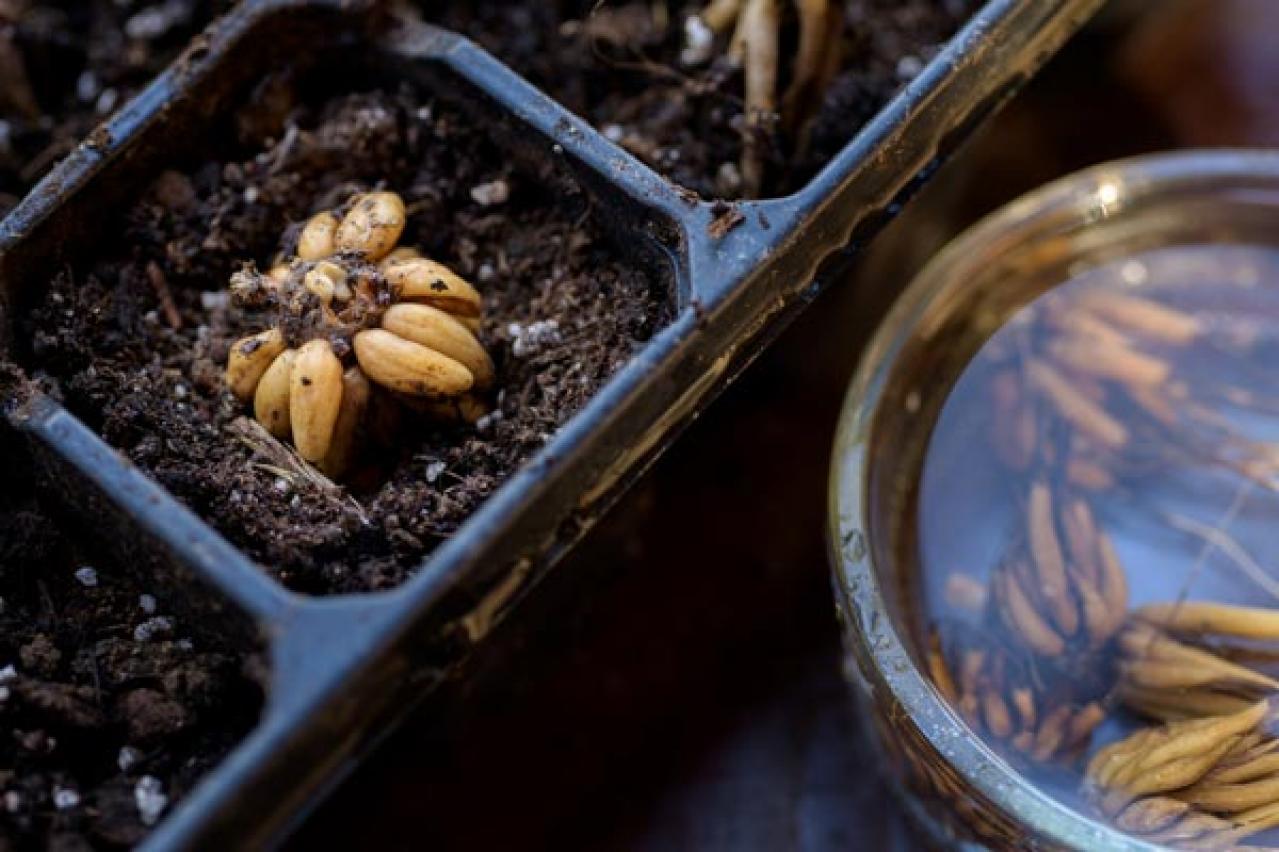 【ガーデニング】春の新たな主役 ラナンキュラスを咲かせよう！十二単を思わせる花弁の重ね（画像6）