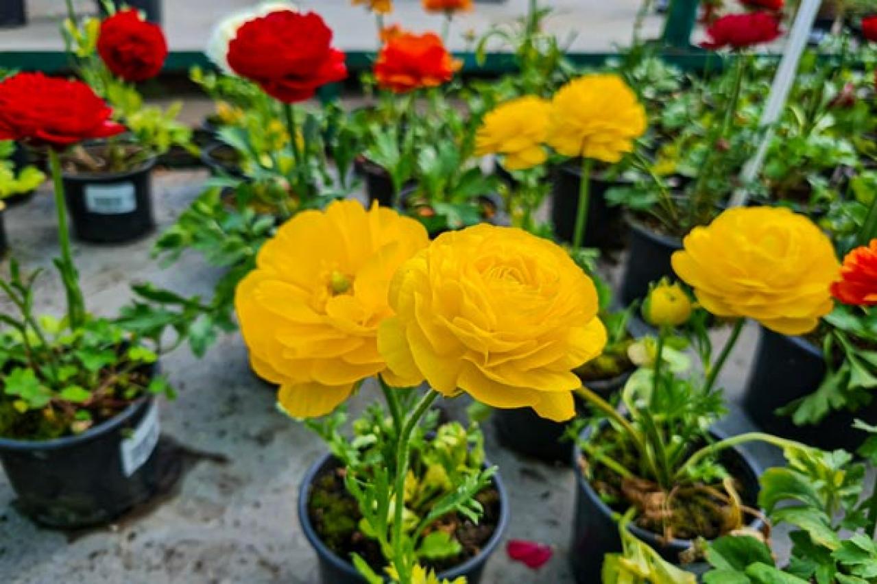 【ガーデニング】春の新たな主役 ラナンキュラスを咲かせよう！十二単を思わせる花弁の重ね（画像3）