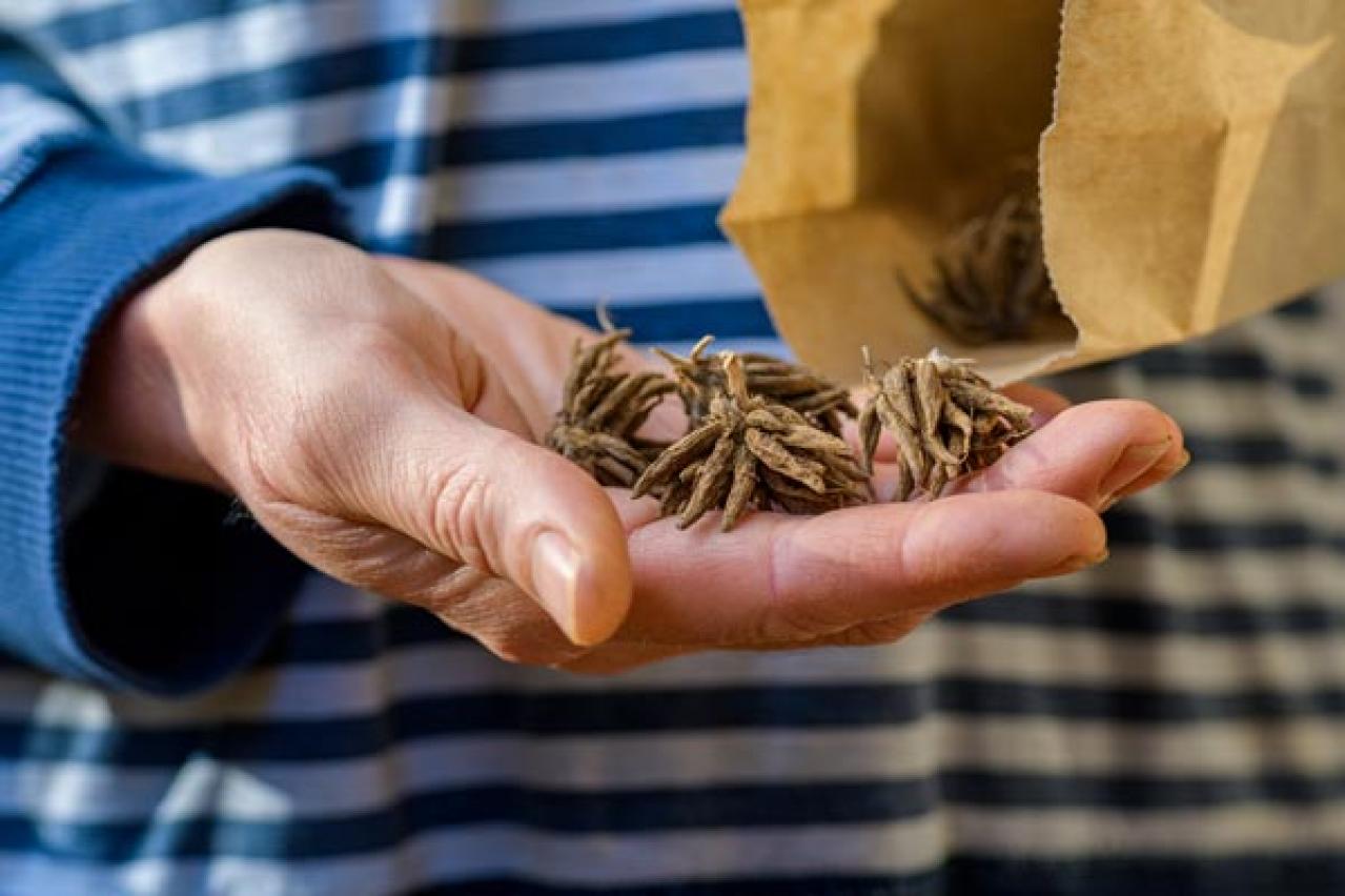 【ガーデニング】春の新たな主役 ラナンキュラスを咲かせよう！十二単を思わせる花弁の重ね（画像5）