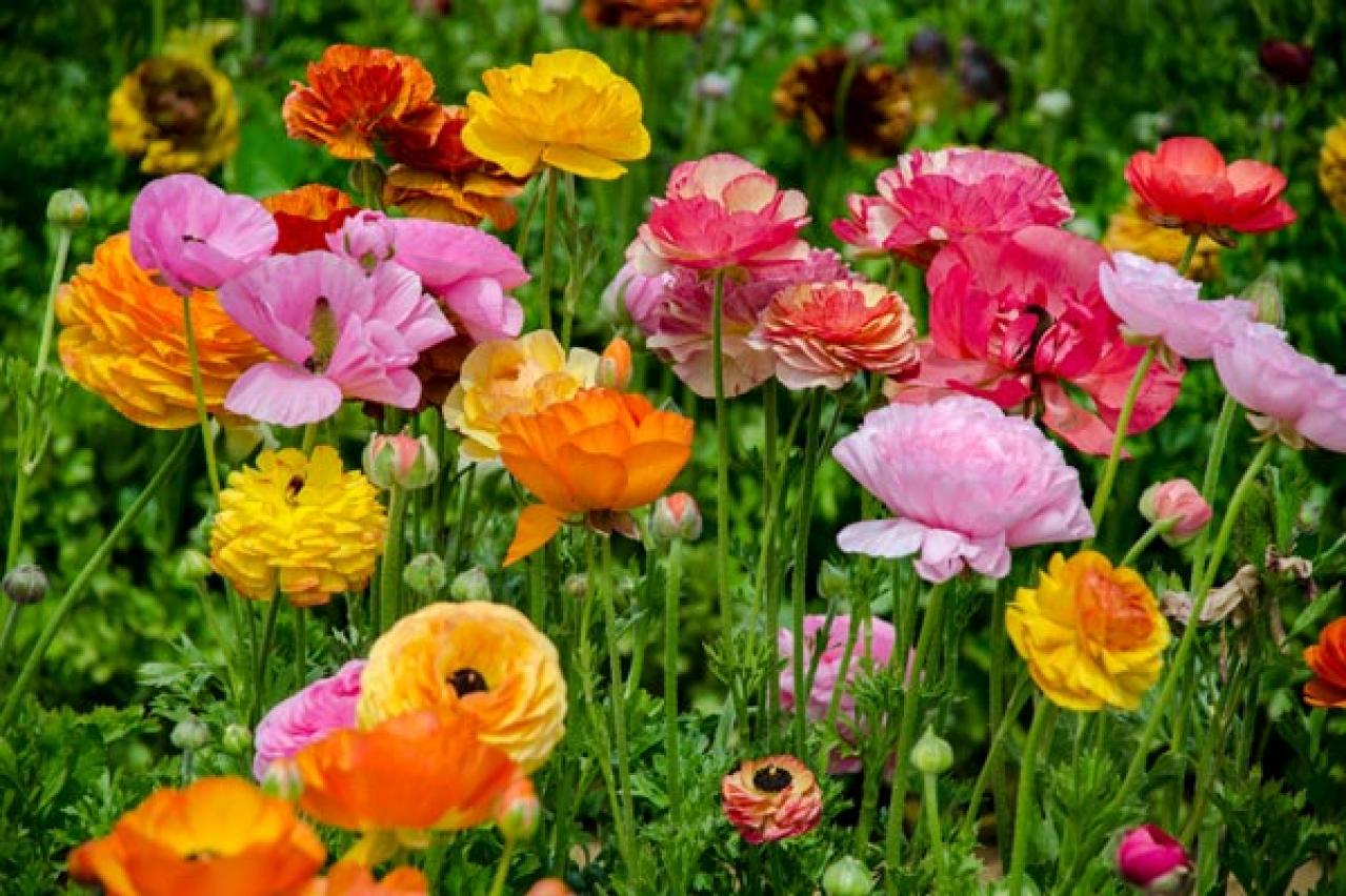 【ガーデニング】春の新たな主役 ラナンキュラスを咲かせよう！十二単を思わせる花弁の重ね（画像9）