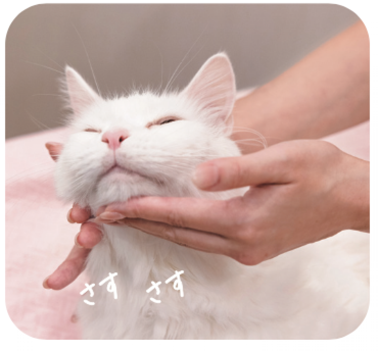 【シニアねこほぐし】ねこの目のまわりがよごれるときに、試してみたいマッサージ　獣医師がアドバイス（画像8）