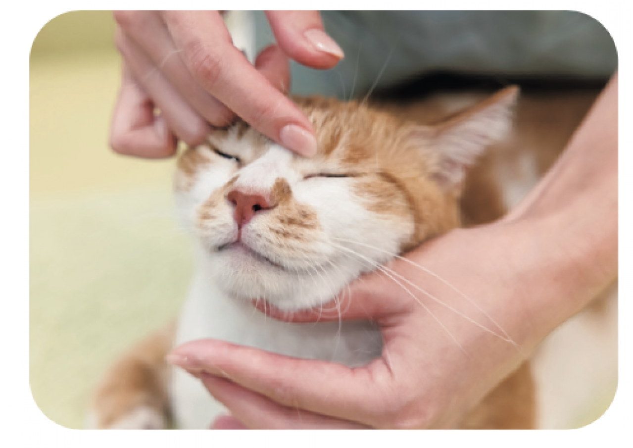 【シニアねこほぐし】ねこの口臭が気になるときに、試してみたいマッサージ　獣医師がアドバイス（画像9）