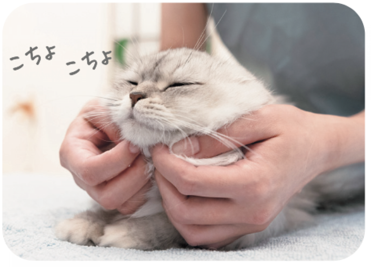 【シニアねこほぐし】ねこの口臭が気になるときに、試してみたいマッサージ　獣医師がアドバイス（画像11）