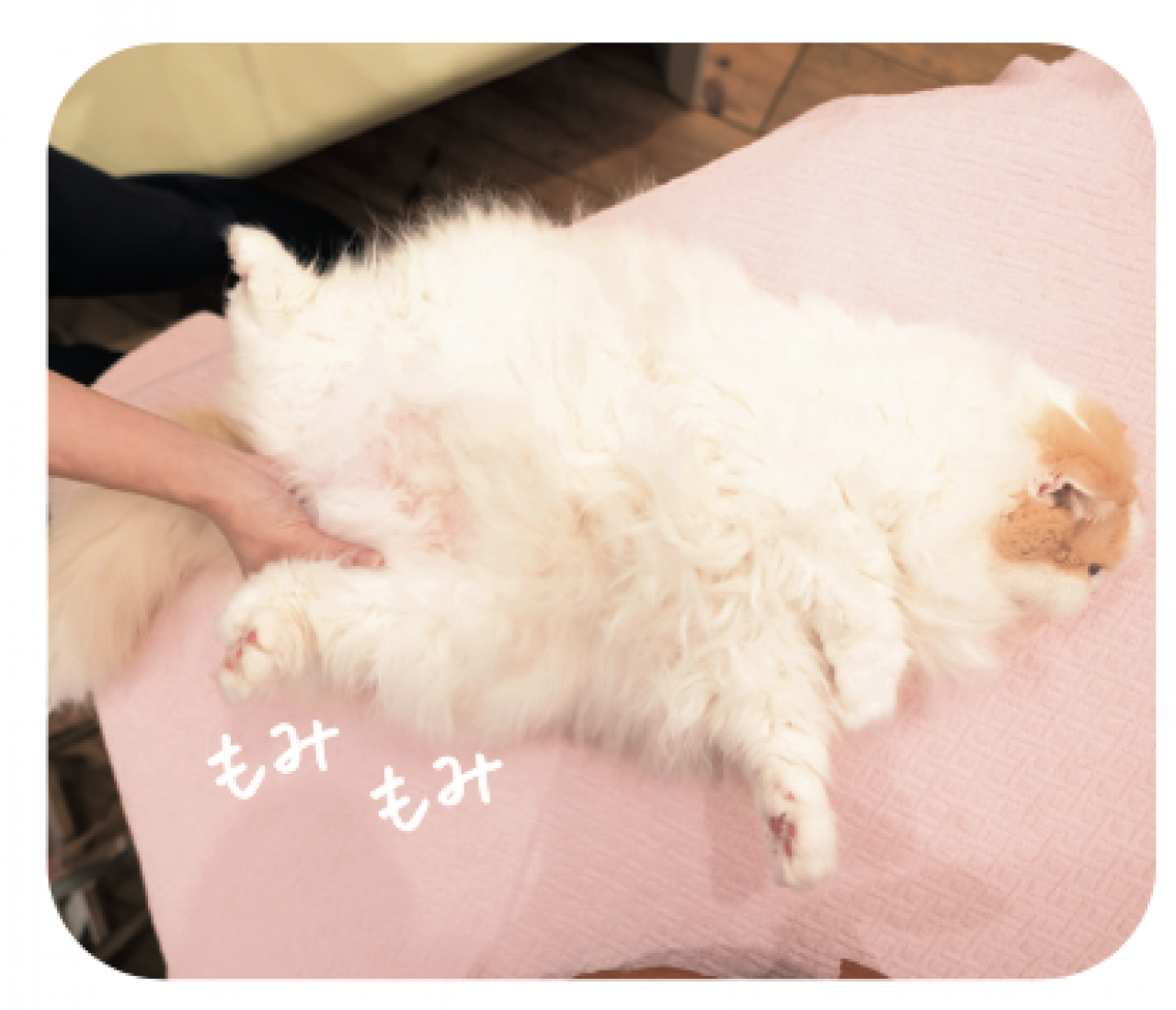 【シニアねこほぐし】ねこの目のまわりがよごれるときに、試してみたいマッサージ　獣医師がアドバイス（画像7）