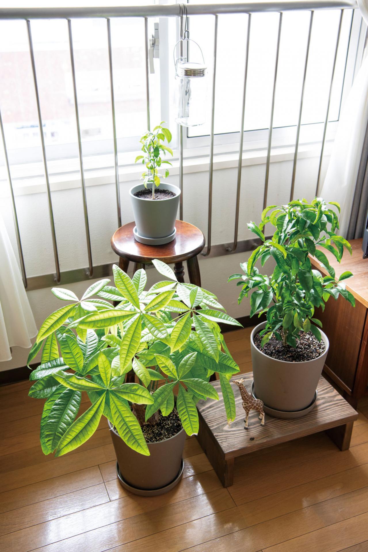 【ひとり暮らしのお宅拝見】60代、YouTuberのyamaさん「持ち家を手放したら一気に身軽に。質素ながら自由な暮らしを満喫中」（画像8）