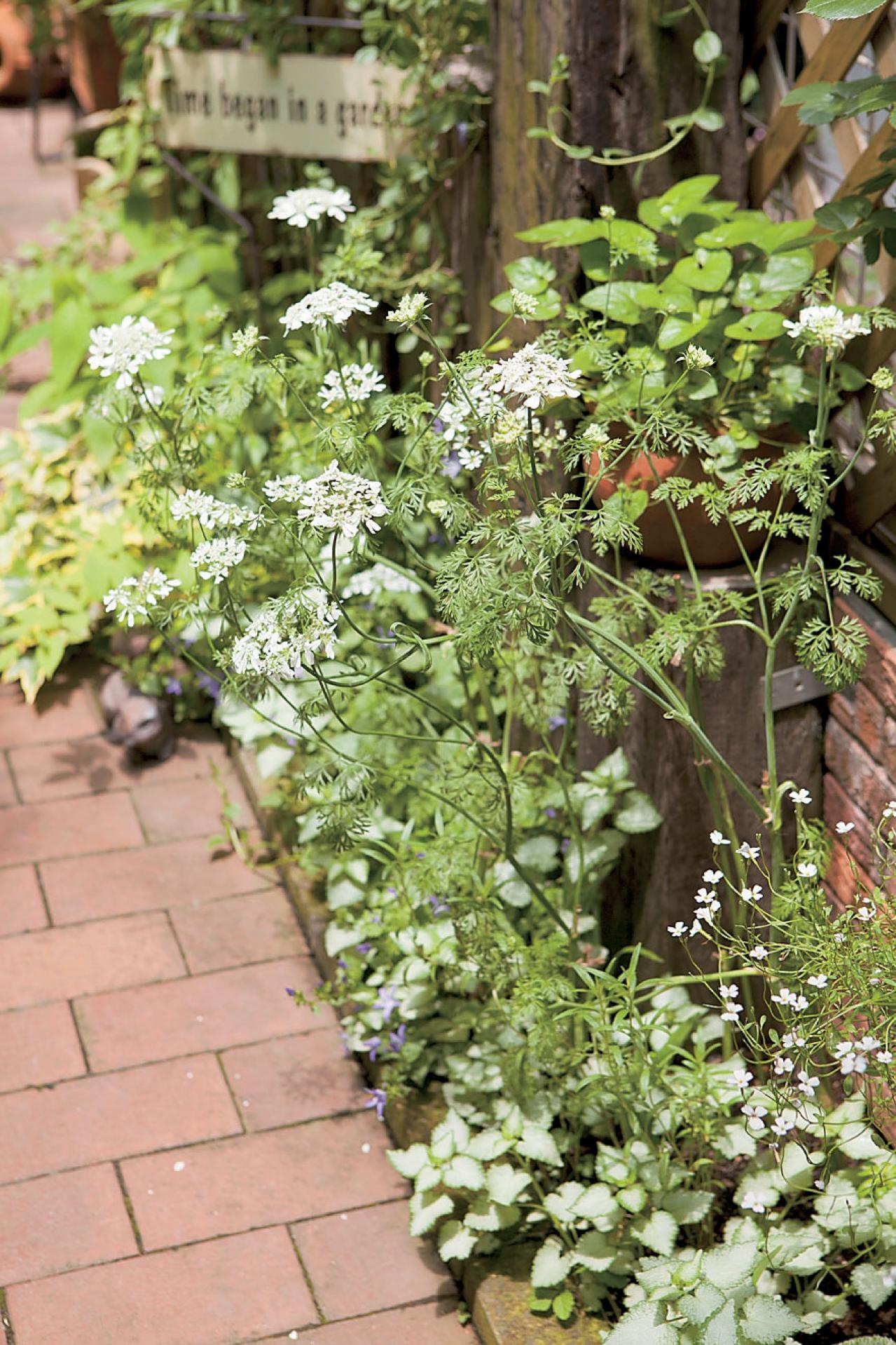 【狭い場所でのガーデニング】小さなスペースを無駄なく利用するアイデアとは？（画像3）