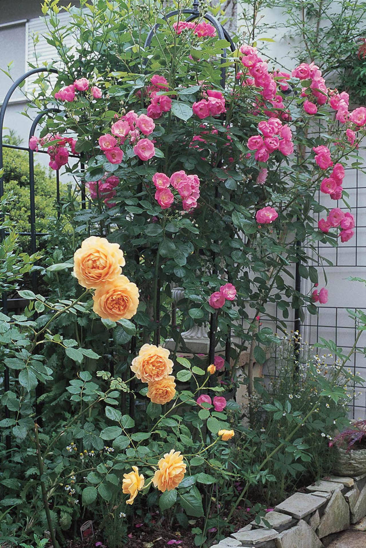 【狭い場所でのガーデニング】小さな花壇、アプローチを美しく飾るコツとは？（画像3）