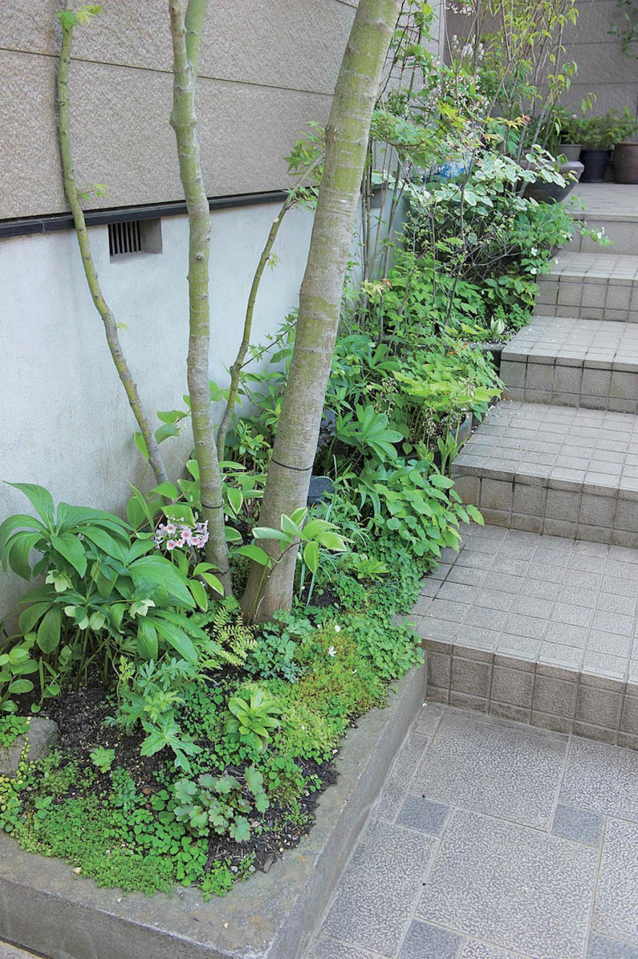 【狭い場所でのガーデニング】小さなスペースを無駄なく利用するアイデアとは？（画像6）