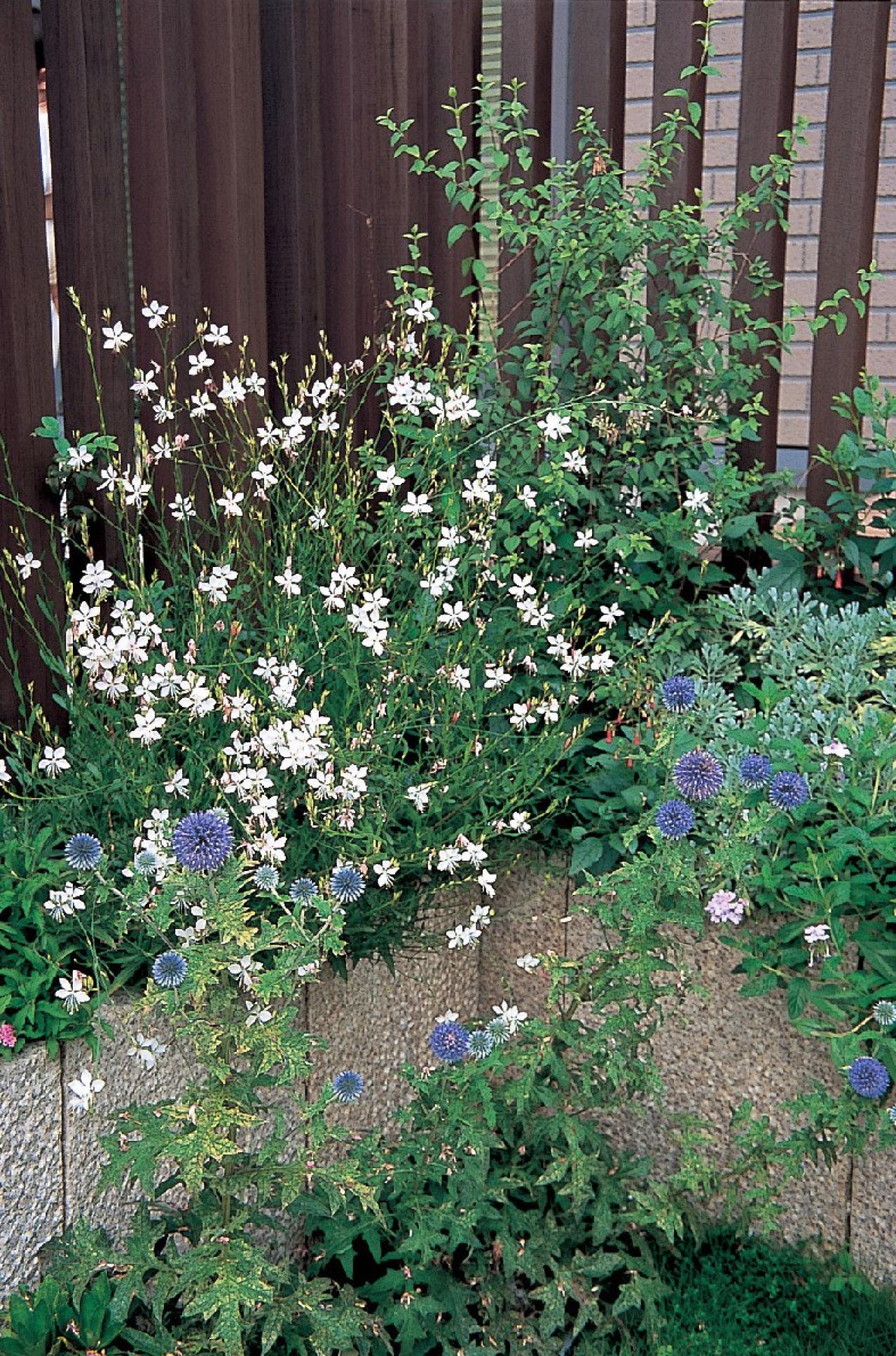 【狭い場所でのガーデニング】小さなスペースを無駄なく利用するアイデアとは？（画像8）