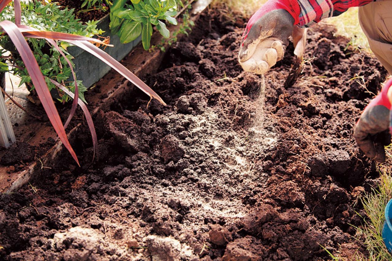 【狭い場所でのガーデニング】レンガを並べるだけで簡単、おしゃれな縁取り花壇のつくり方（画像12）