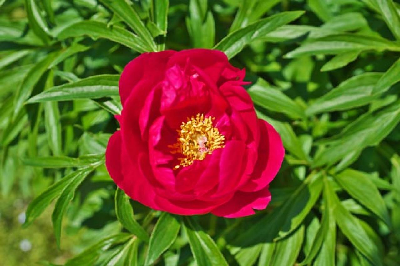 【ガーデニング】ラベンダーもマーガレットも実は低木！草と木の違いを知って育て上手になろう（画像2）