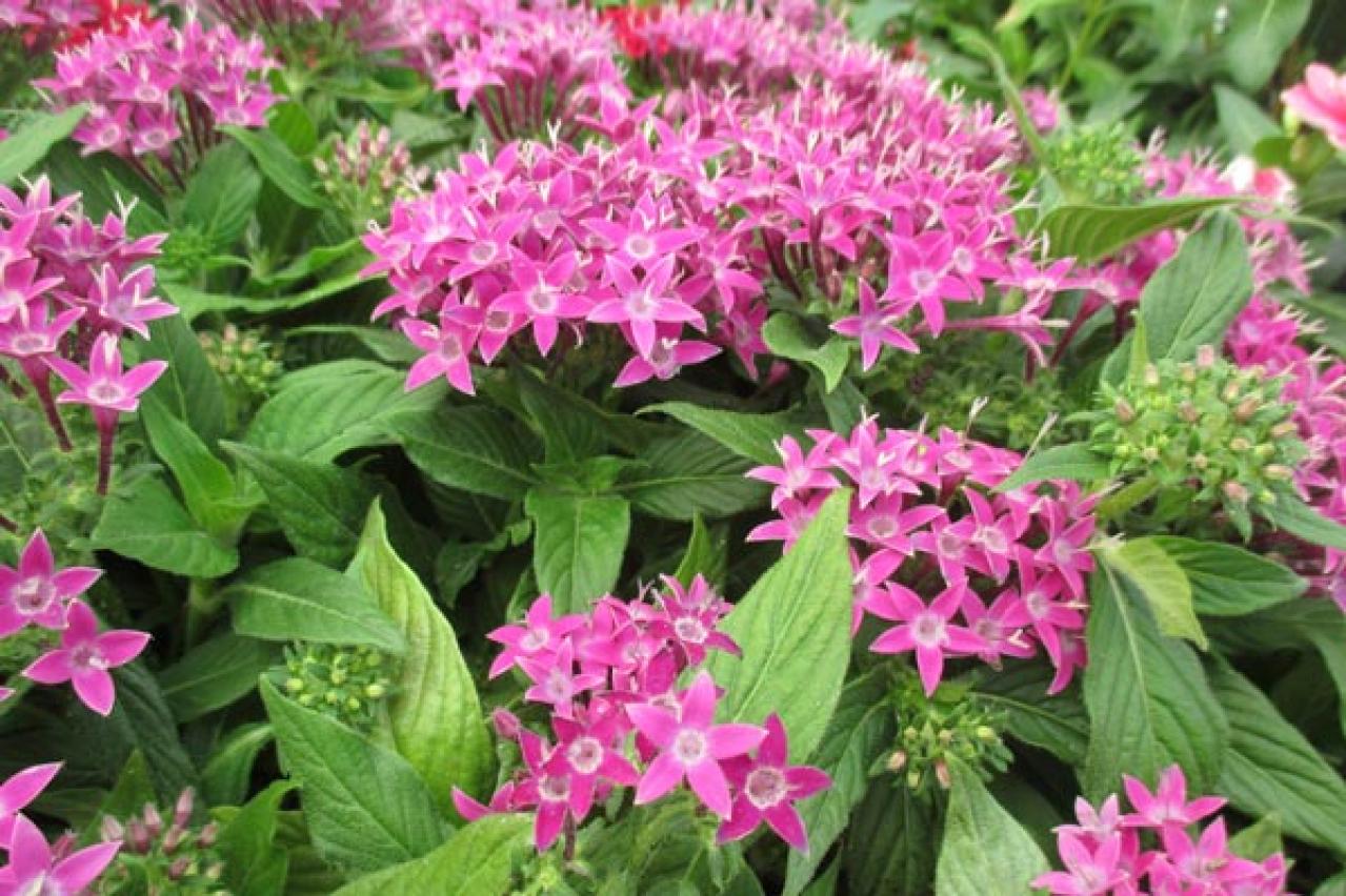 【ガーデニング】ラベンダーもマーガレットも実は低木！草と木の違いを知って育て上手になろう（画像11）